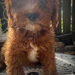 Ms Pink - Red female Cavapoo puppy in Maple Grove, Minnesota from Honey Bit Kennels