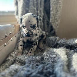 Female 1 - White and black female Dalmatian puppy in Fayette, Missouri from Lazy B Bassets and Dalmatians
