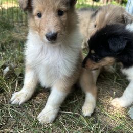 Collie Puppies from Otter Point Collies