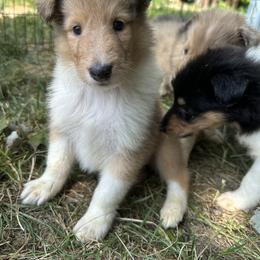 Collie Puppies from Otter Point Collies