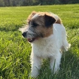 Jelly Bean - White and tan Russell Terrier puppy in Flint Hill, Virginia from Meadowaire Terriers