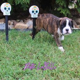 Boxer Puppies from Music City Boxers