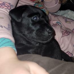 Teal Neck - Black female Labrador Retriever puppy in Ogden, Illinois from Hallelujah Retrievers