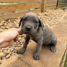 Gray Brindle Female 2 - Gray brindle female Cane Corso puppy in Knoxville, Tennessee from Crowned Corso