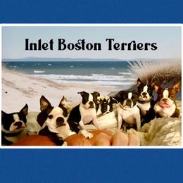 Boston Terrier puppies from Inlet Boston Terriers