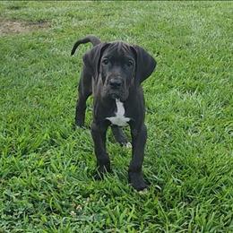 Ellie - Black female Great Dane puppy in Walker, Louisiana from La Rebel Danes