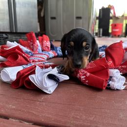Dachshund Puppies from Johnson’s Weiner Farm
