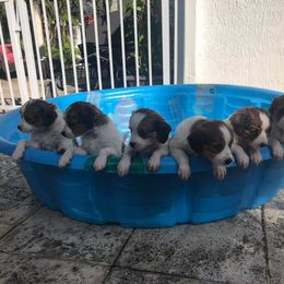 Nederlandse Kooikerhondje Puppies from Sunshine Kooikers