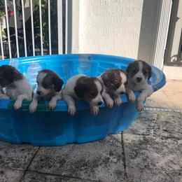 Nederlandse Kooikerhondje Puppies from Sunshine Kooikers