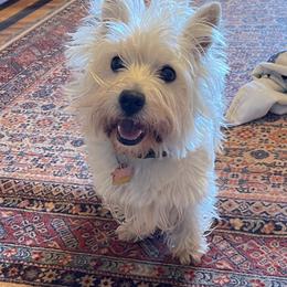 Bella Joy - West Highland White Terrier
