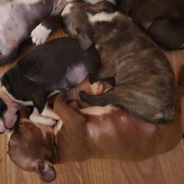 Boston Terrier Puppies from The Christian Bostons