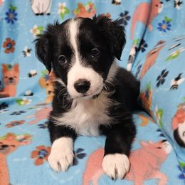 Finch - Black Border Collie puppy in White Lake, Wisconsin from Rising Moon Border Collies