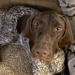 Annie - German Shorthaired Pointer