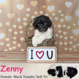 Zenny - Phantom female Poodle puppy in Kenyon, Minnesota from Country Breeze Poodles