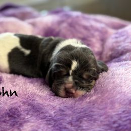 John - Blue tan and white male Basset Hound puppy in Richmond, Kentucky from Walters Hollow Hounds