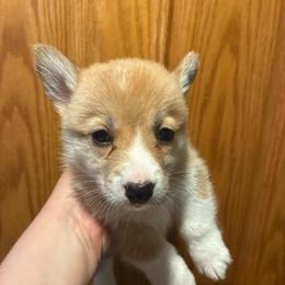 Lava Girl - Red female Pembroke Welsh Corgi puppy in Delton, Michigan from CorGizmo