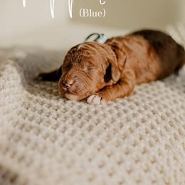 Pepper - Red  male Goldendoodle puppy in Patterson, California from Dooling Doodles