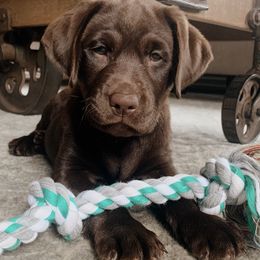 Labrador Retriever Puppies from Kilgore’s Labrador Retrievers