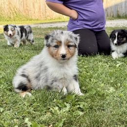 KC Masterpiece - Blue merle male Australian Shepherd puppy in Ashland, Ohio from SS Australian Shepherds