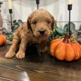 Blane - Red  male Goldendoodle puppy in Rienzi, Mississippi from Saddle Hill Farms