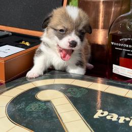Shakes - Sable male Pembroke Welsh Corgi puppy in Delray Beach, Florida from Holly's Pembroke Welsh Corgis