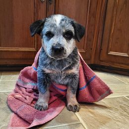 Australian Cattle Dog and Pembroke Welsh Corgi Puppies from Leatherman Quarter Horses