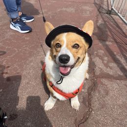 Ollie - Pembroke Welsh Corgi