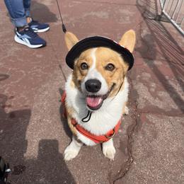Ollie - Pembroke Welsh Corgi