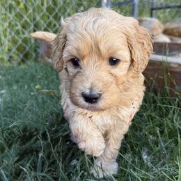 Joker - Red  male Goldendoodle puppy in Clinton, Utah from Golden Law Kennels