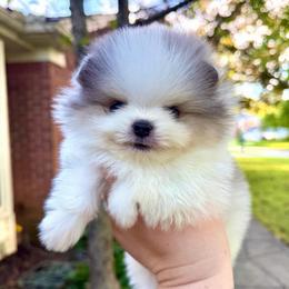 Dexter - Blue merle male Pomeranian puppy in Youngstown, Ohio from Peachy Pomeranians