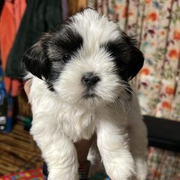 Shih Tzu Puppies from Jessica’s Shih Tzus