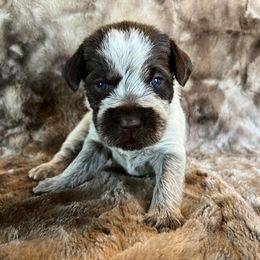 Girl 9 - Wirehaired Pointing Griffon puppy in Jerome, Idaho from Double R Griffons