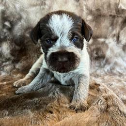 Girl 9 - Wirehaired Pointing Griffon puppy in Jerome, Idaho from Double R Griffons