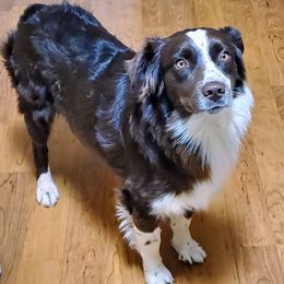 Australian Shepherds from High Country Australian Shepherds