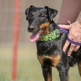Jagdterriers from Raptor Wrangler Kennels