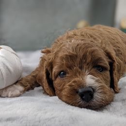 Cavapoo and Whoodle Puppies from Gardner Lane Puppies
