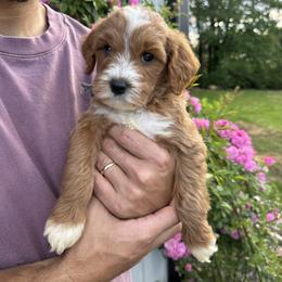 Scoop - Grey collar boy - Red  male Goldendoodle puppy in Ruthorfordton, North Carolina from Duncan Doodles Goldendoodles