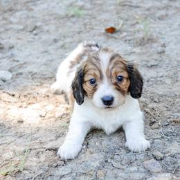 Lynette - Piebald female Dachshund puppy in Eufaula, Alabama from B’s Dachshunds