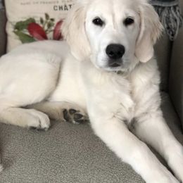 Golden Retriever Puppies from Valley View Goldens