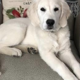 Golden Retriever Puppies from Valley View Goldens