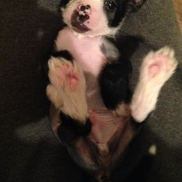 Chinese Crested Puppies from DeBahTrio Chinese Cresteds
