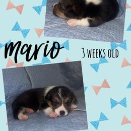 Mario - Black and tan male Pembroke Welsh Corgi puppy in Dickinson, Texas from Careaga Farms