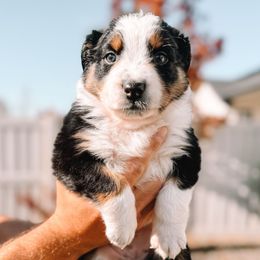 Tesla - Black tri-color female Australian Shepherd puppy in Meridian, Idaho from Boise Aussie Paws