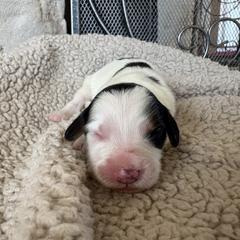 Valentine - male Australian Mountain Doodle puppy in Snook, Texas from Snook Acres Doodles