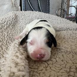 Valentine - male Australian Mountain Doodle puppy in Snook, Texas from Snook Acres Doodles