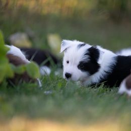 Male 1 - Black and white male Border Collie puppy in Memphis, New York from Dual Traxx Border Collies