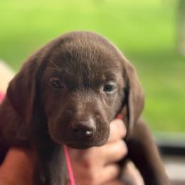 Pink Collar - Chocolate female Labrador Retriever puppy in Winchester, Kentucky from Bourbon Country Retrievers
