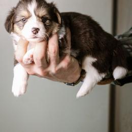 Gabriel - Black and tan male Pembroke Welsh Corgi puppy in South Otselic, New York from Ridge Top Corgis