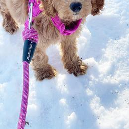Goldendoodle Puppies from Sunnydoodle Utah