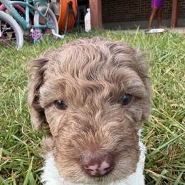Boy 2 Merle - Merle male Double Doodle puppy in Yoakum, Texas from The Scott’s Dood Ranch